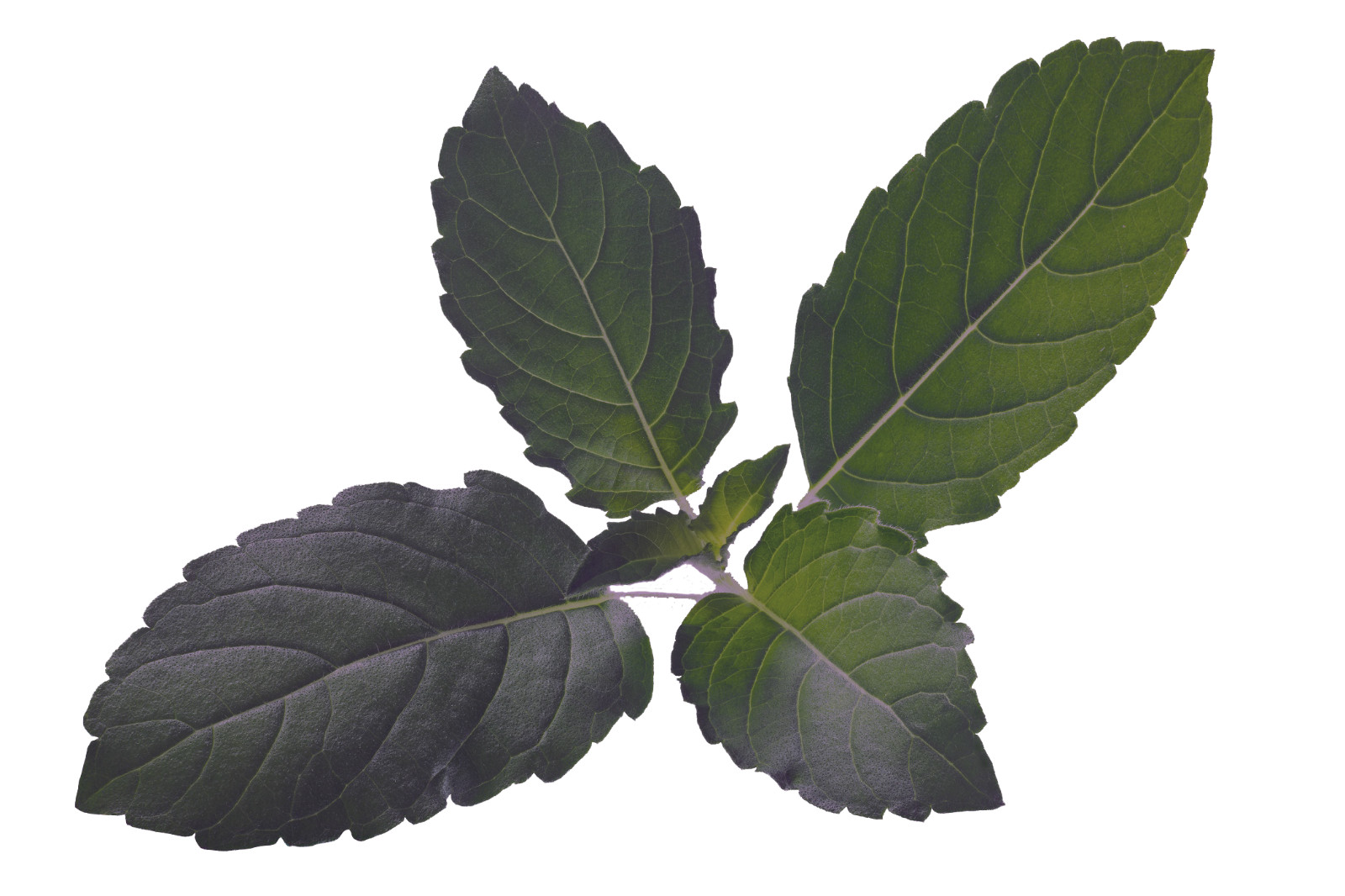 Organic Holy Basil (O. Sanctum) Tulsi | A Medicinal Herb & Spice 200+ Seeds