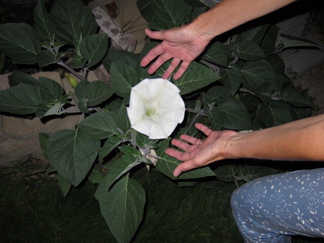 Datura, 150 Seeds, Trumpet Flower, Angel Trumpet, Moon Flower, Sacred Datura
