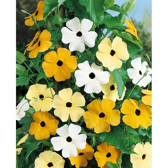 Thunbergia Alata mix black eyed susan vine 20 seeds