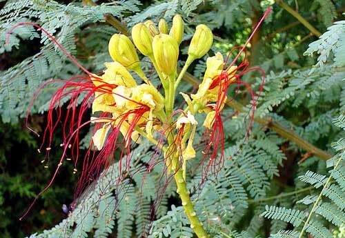 Caesalpinia gilliesii | Desert Bird of Paradise | 5 Seeds