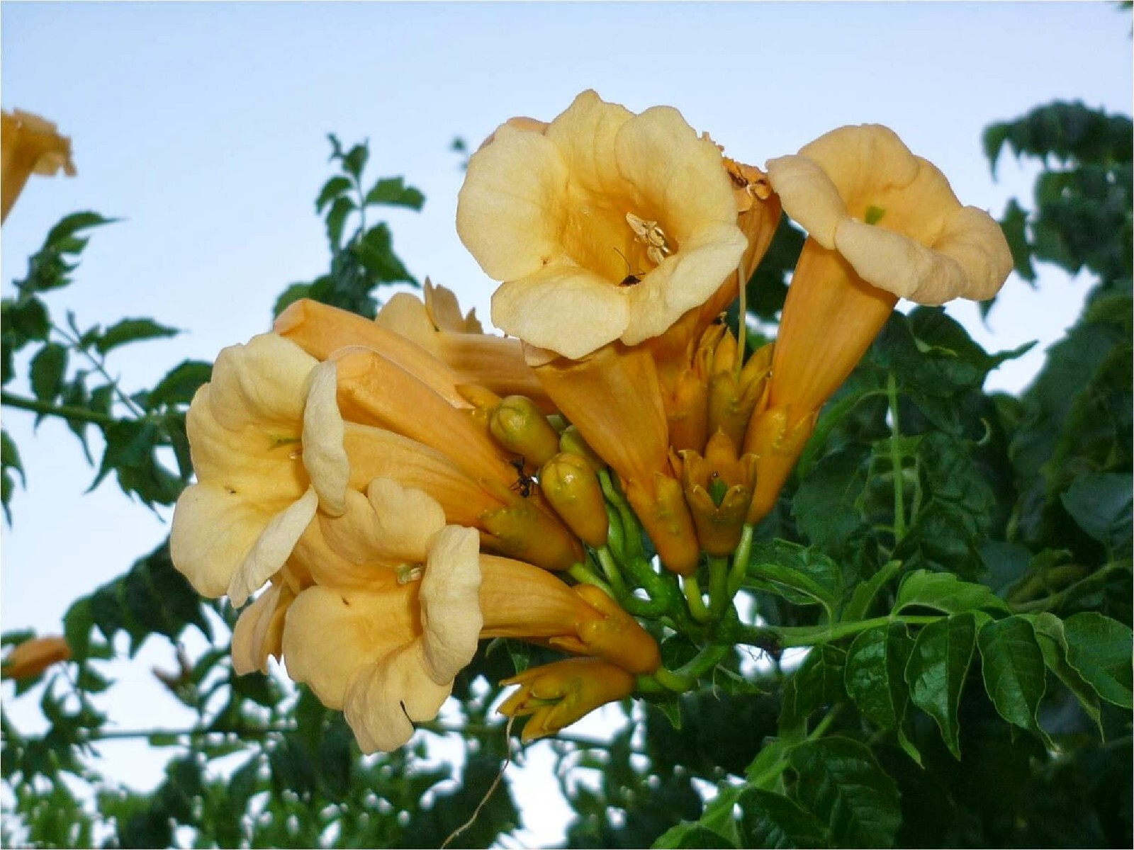 Yellow Trumpet Creeper {Campsis radicans var. flava} 80+ seeds Free Shipping!