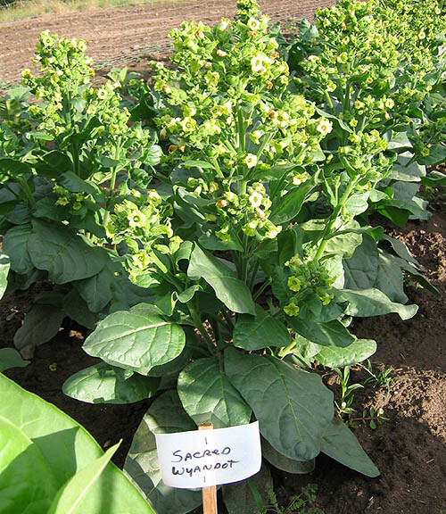 1000 Sacred Wyandot Rustica Tobacco Seeds – Nicotiana – Sacred Tobacco