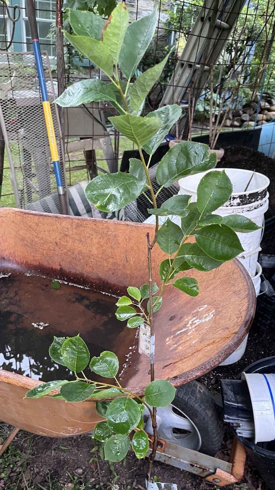 24-36″ tall Chokecherry Prunus virginiana, 2-3 year old bare root plant