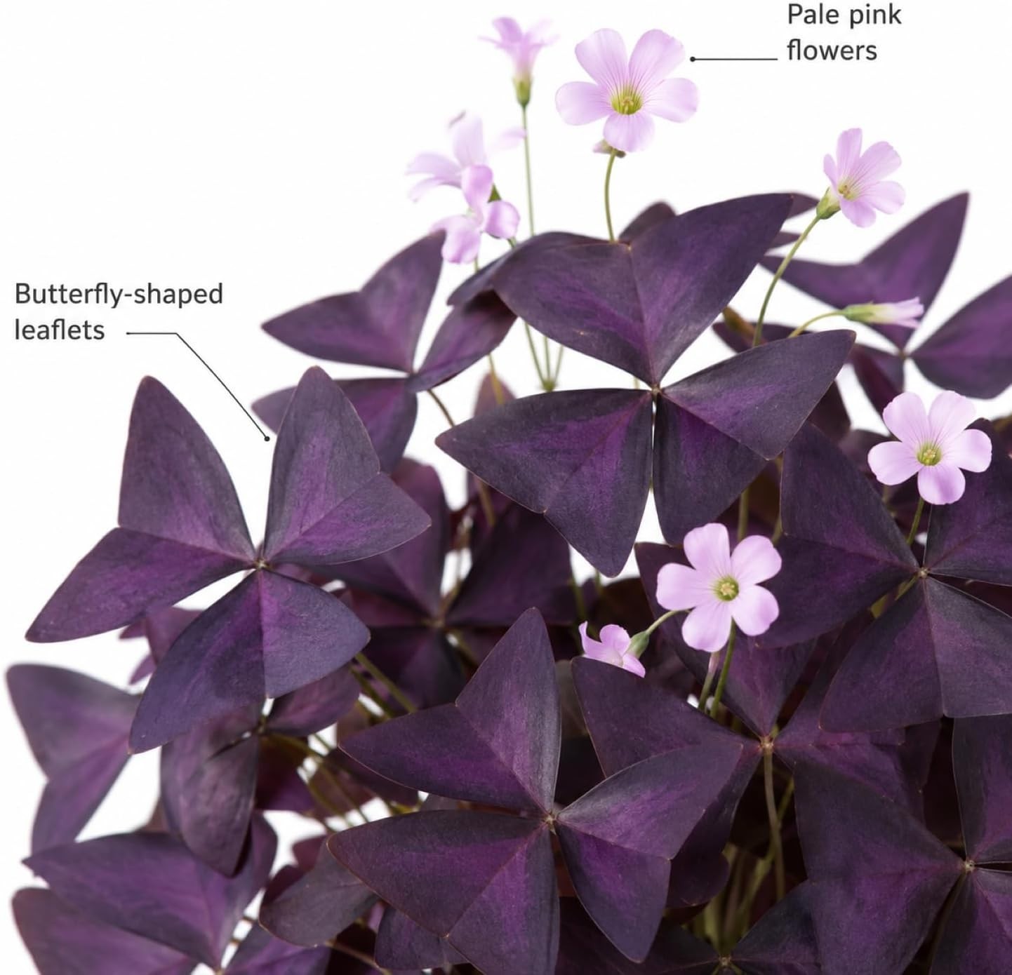 Pack of 24 Purple Shamrocks Bulbs, Oxalis Bulbs for Planting, Oxalis Triangulari