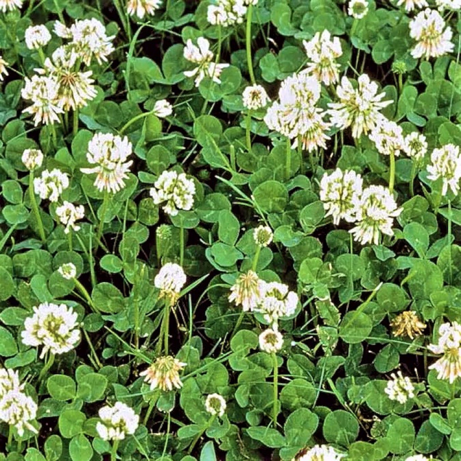 Dutch White Clover Seeds 600+ SEEDS –BUY 4 ITEMS FREE SHIPPING
