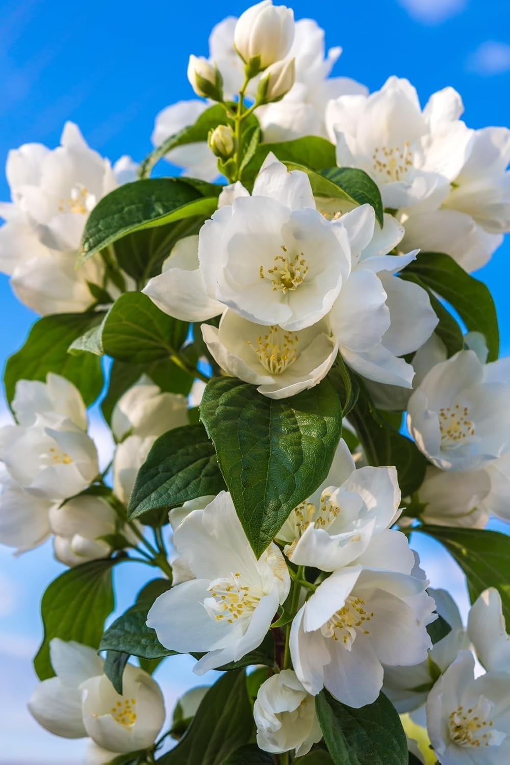 400+ Climbing Jasmine Flower Seeds for Planting – Easy to Grow, Non-GMO, High…