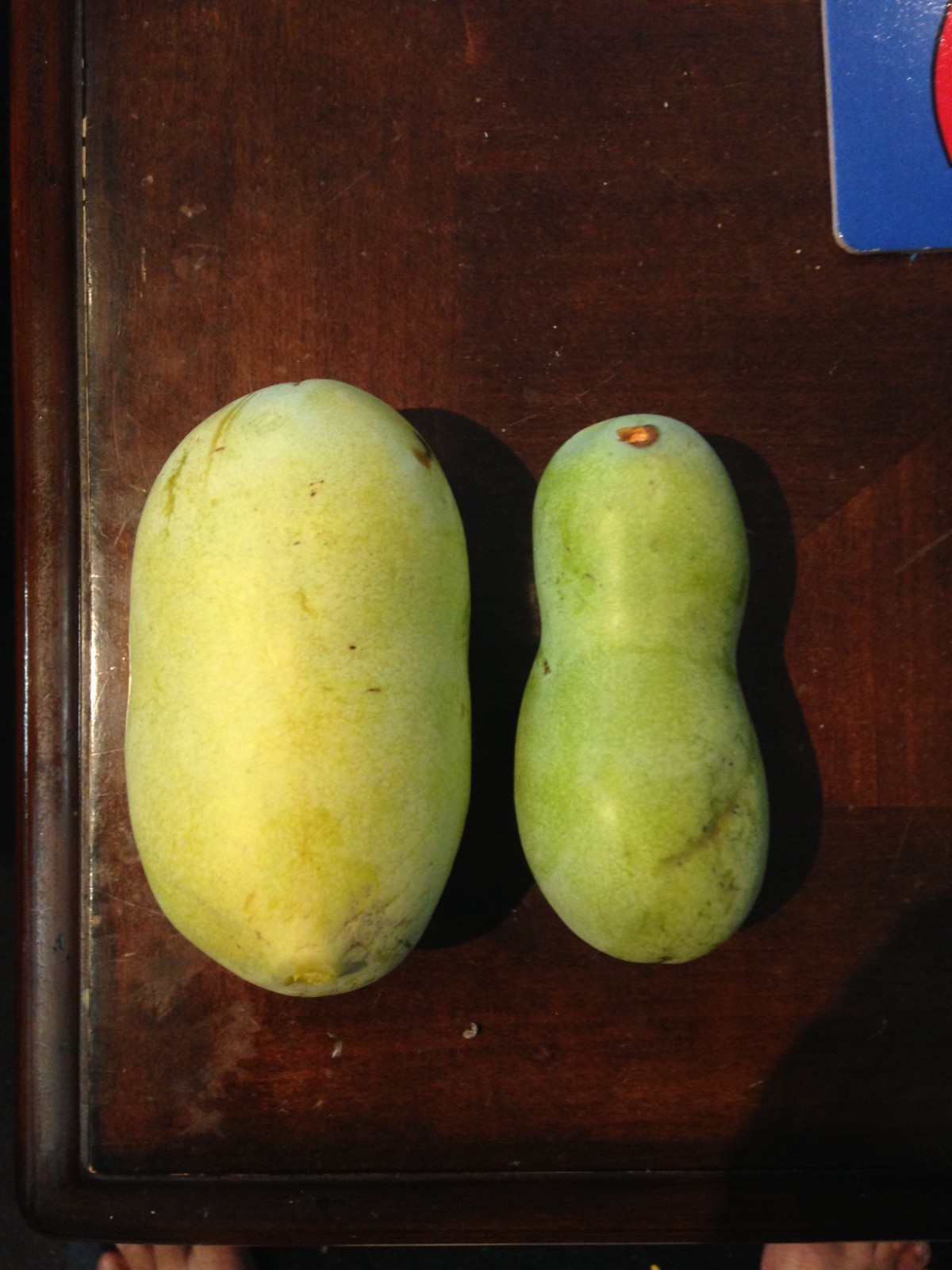 Cold stratified Pawpaw Seed(s)/seedling(s) Tree Asimina Triloba – ready to plant