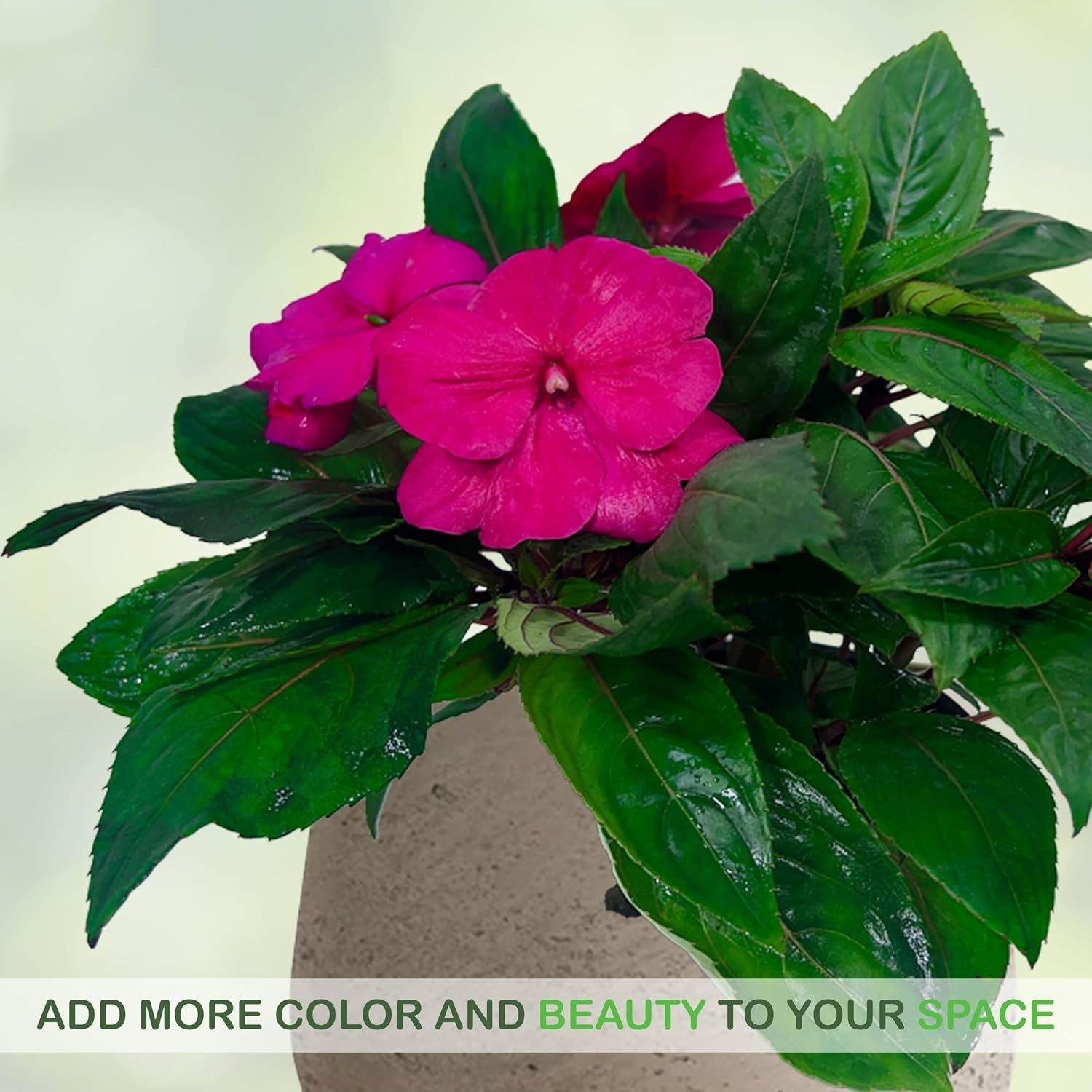 Impatiens Pink (Pack of 2)– Lush Blooming Annual with Soft Pink Flowers