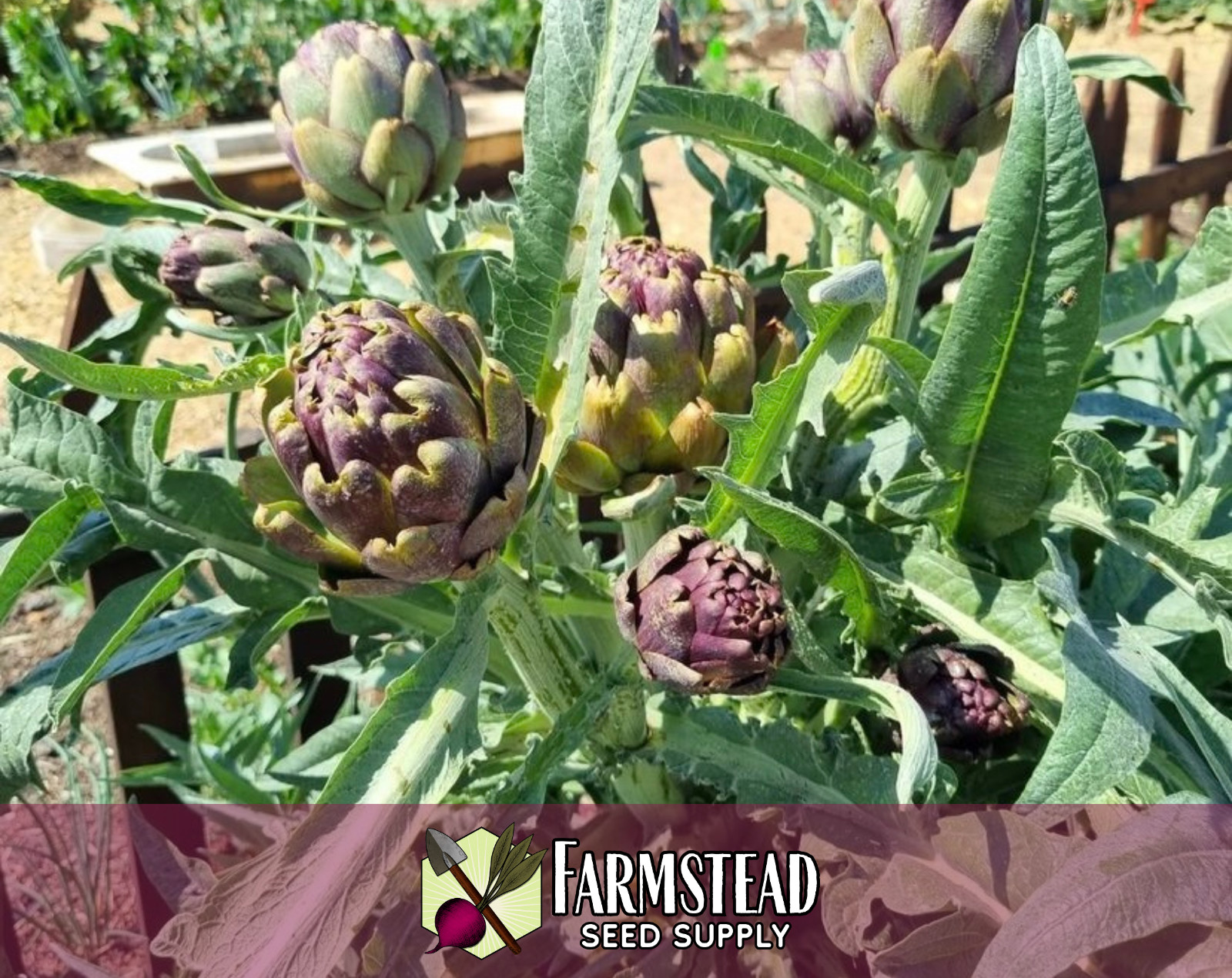 80+ Artichoke Seeds [Green Globe] Vegetable Gardening, Heirloom, Non-GMO, USA