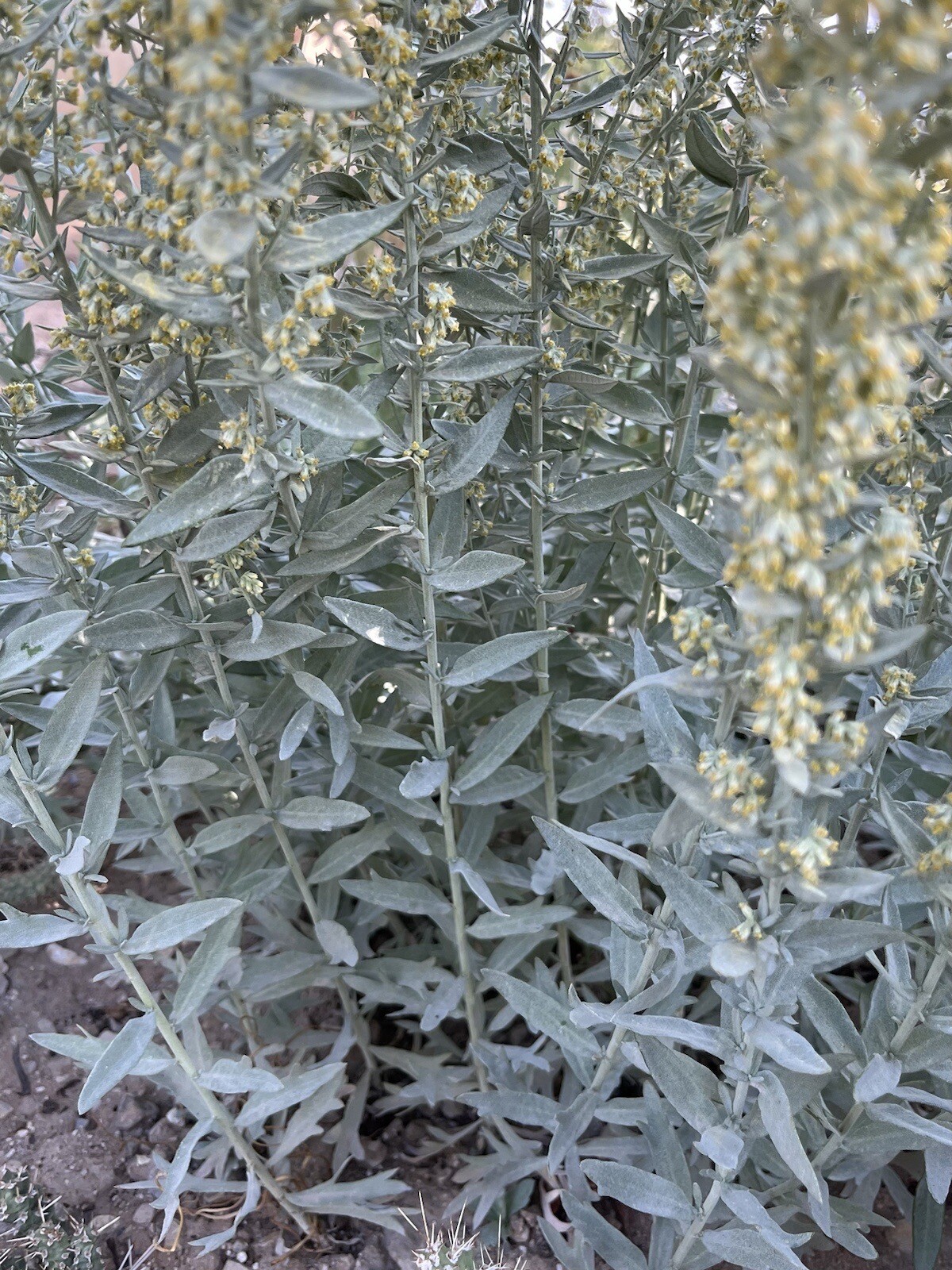AR01: White Sagebrush Seed 1000+ Ct Cold Hardy Wildflower Artemisia ludoviciana