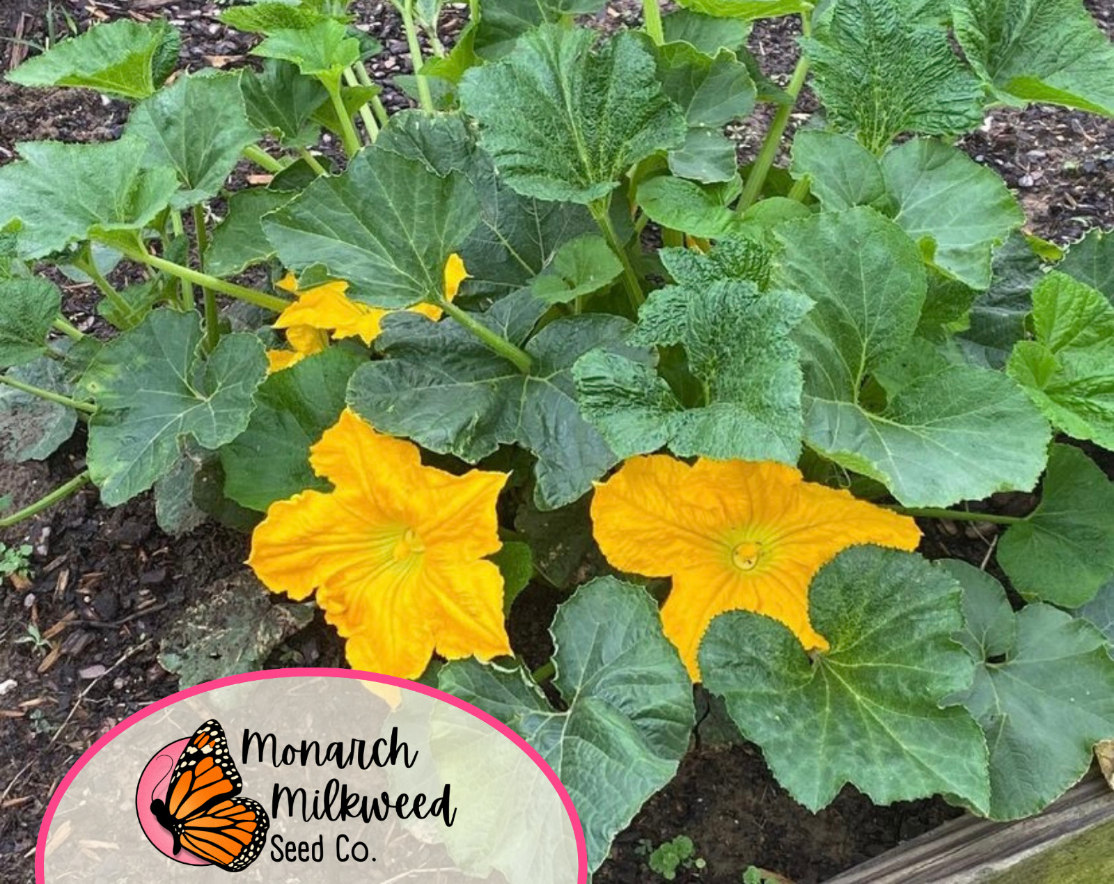 230+ Cantaloupe Seeds ‘Hales Best Jumbo’ | Heirloom Fruit Seed for Gardening