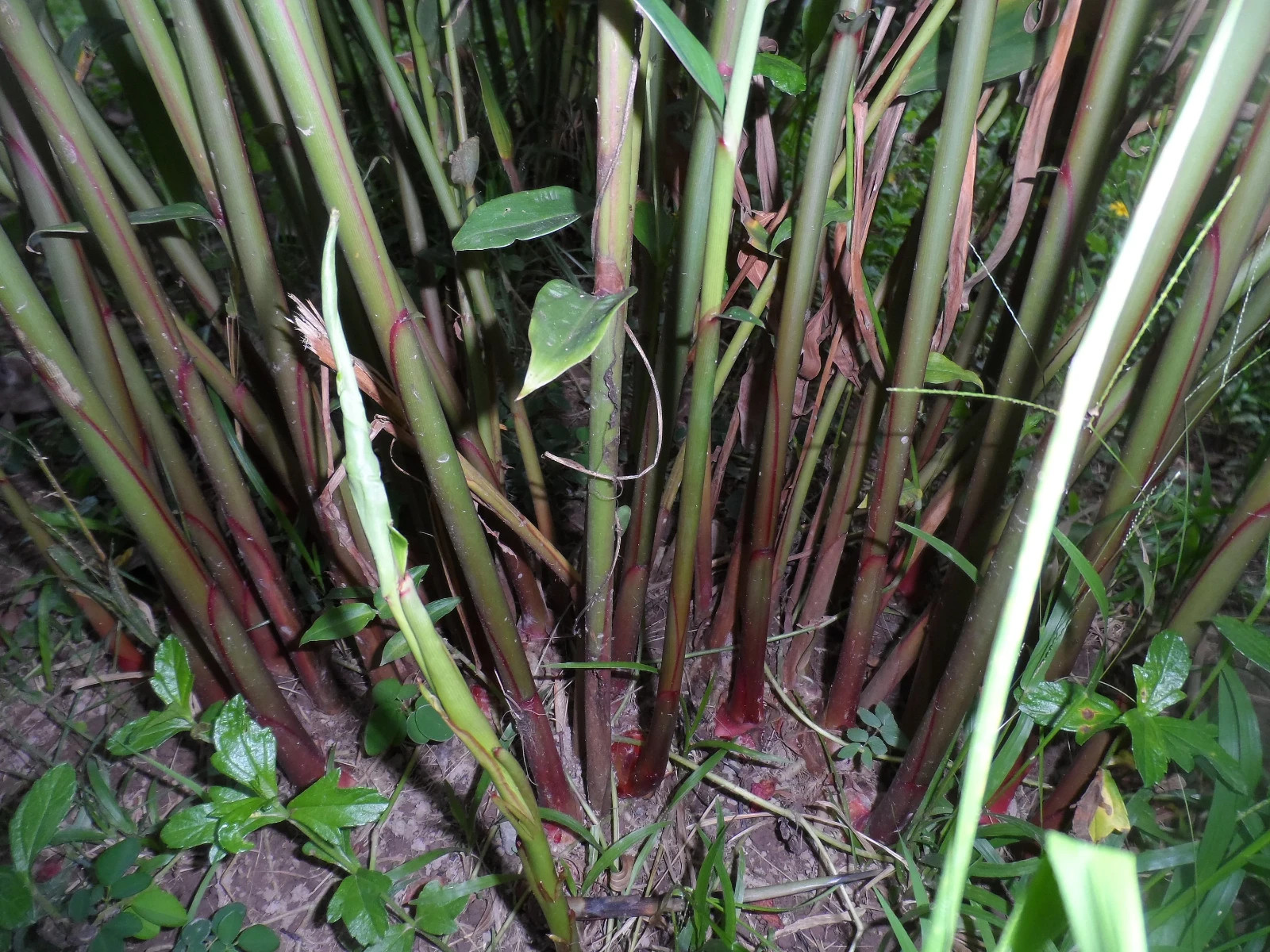 2x Pink Hedychium ginger rhizomes, Beautiful bright blooms, quick growing!