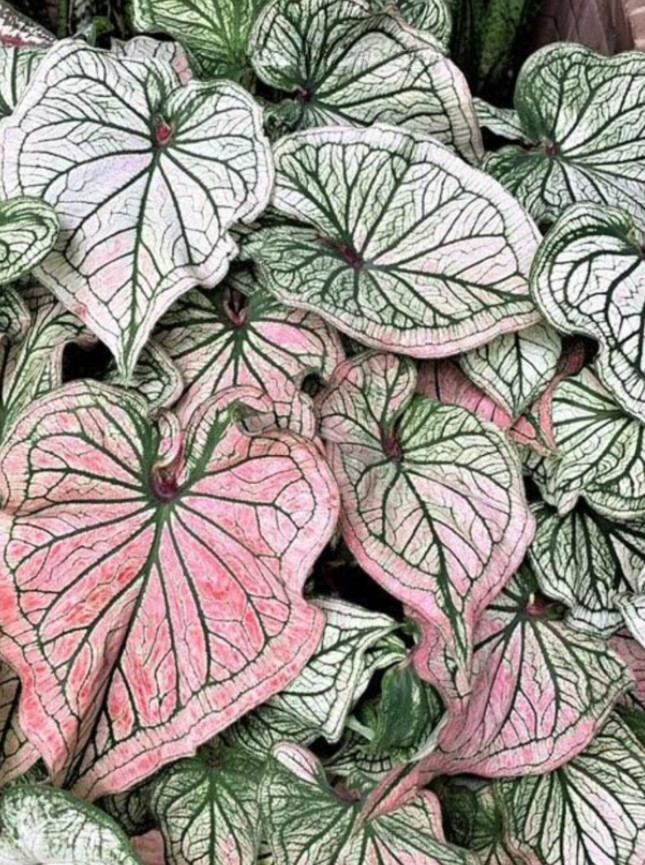 Caladium ‘Debutante’ – Size #2 Bulbs (4 Bulbs, 1 to 1.5 inches)