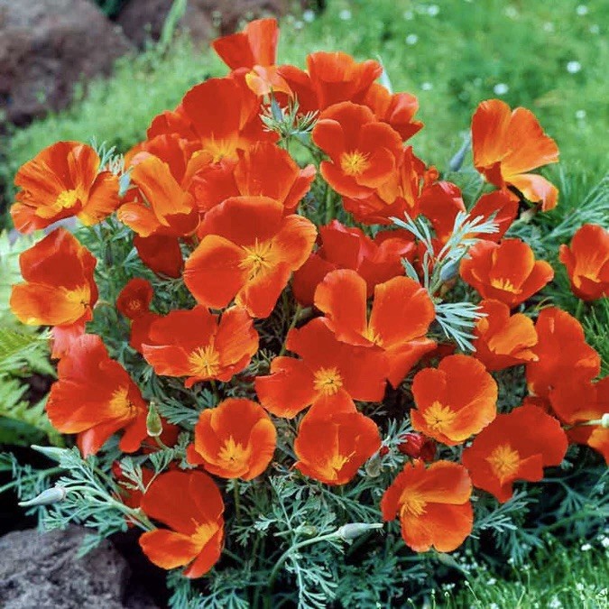 500 Red Chief California Poppy Seeds- Eschscholzia californica- Heirloom Non-GMO