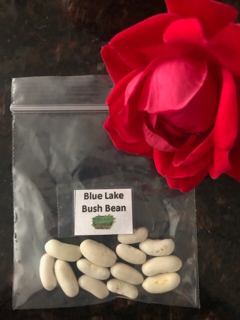 13 Blue Lake Bush Bean Seeds