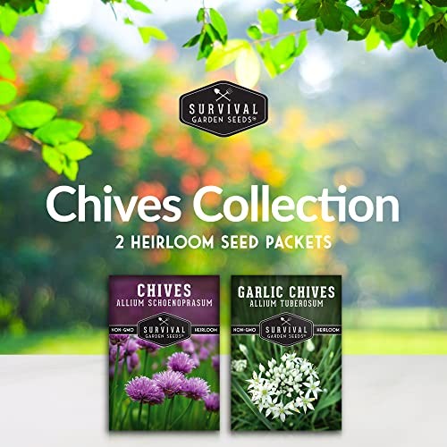 Chive Seed Collection – Common & Garlic Chives – 2 Packets of Non-GMO Heirloom