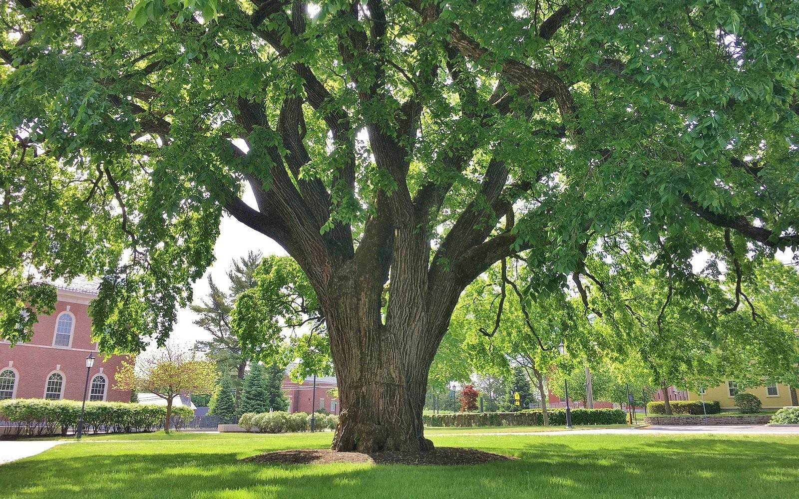 1 American Elm Tree 12-24″ Ulmus americana Bare Root