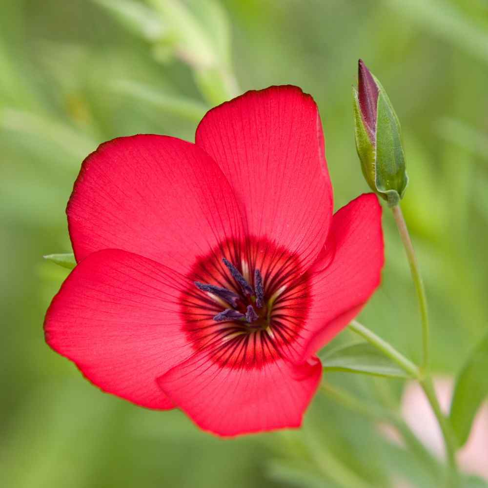 Scarlet Flax Seeds, Linum, Beautiful Red Flowers, Heat Tolerant, FREE SHIPPING