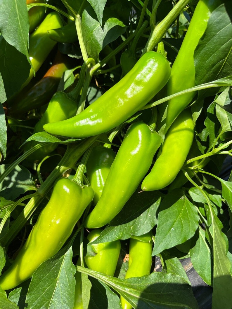 Rattlesnake X-Hot Numex New Mexico Hatch Chile Pepper Premium Seed Packet