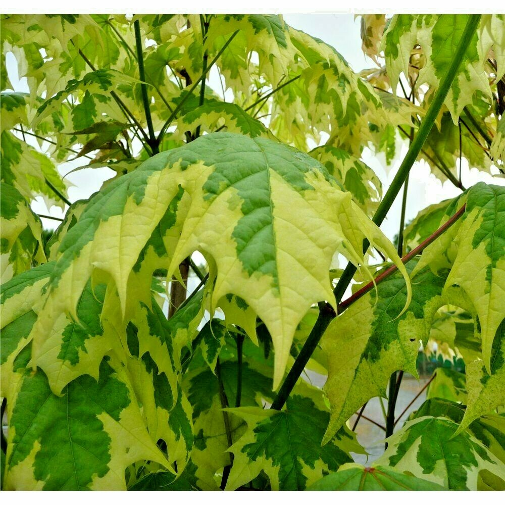 15 SILVER KING NORWAY MAPLE SEEDS – Acer platanoides ” silver king “