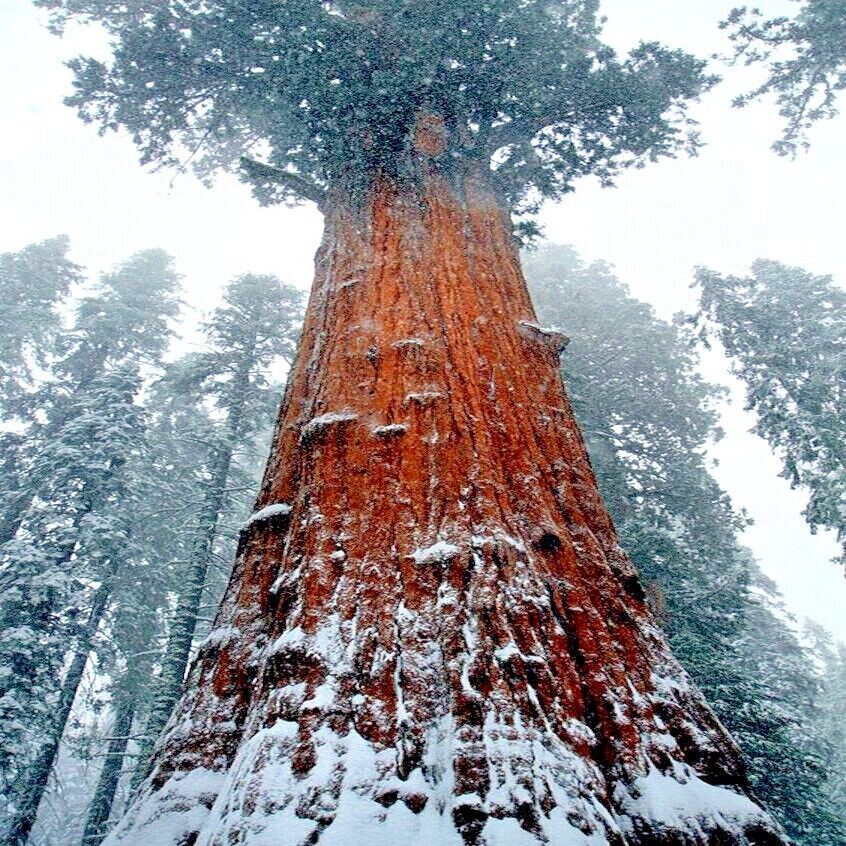 California Coast Redwood Seeds Giant Sequoia Bonsai “TALLEST TREE in the WORLD!”