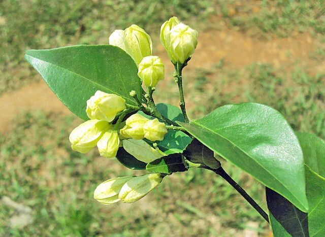 Murraya paniculata | Short Variety | Dwarf Orange Jasmine | 10 Seeds