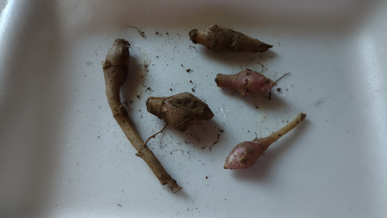 10 Very Small red organic Jerusalem Artichoke Tubers FOR PLANTING
