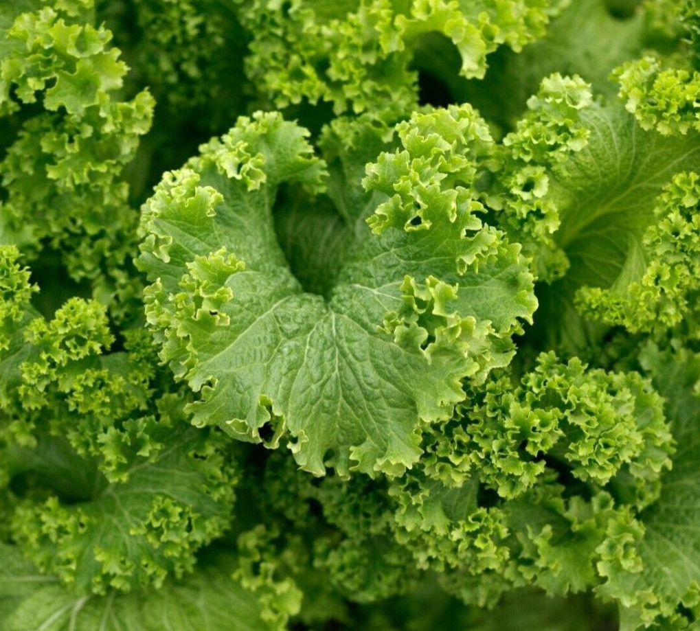 SOUTHERN GIANT CURLED MUSTARD SEEDS 1000+ BRASSICA JUNCEA leafy GREEN vegetable