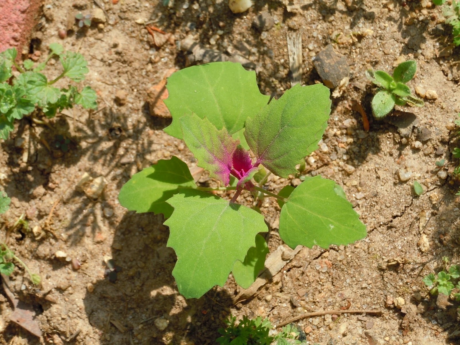 Lambsquarters Magenta Spreen , ~500 Seeds,Organic NonGmo grows 10ft tall