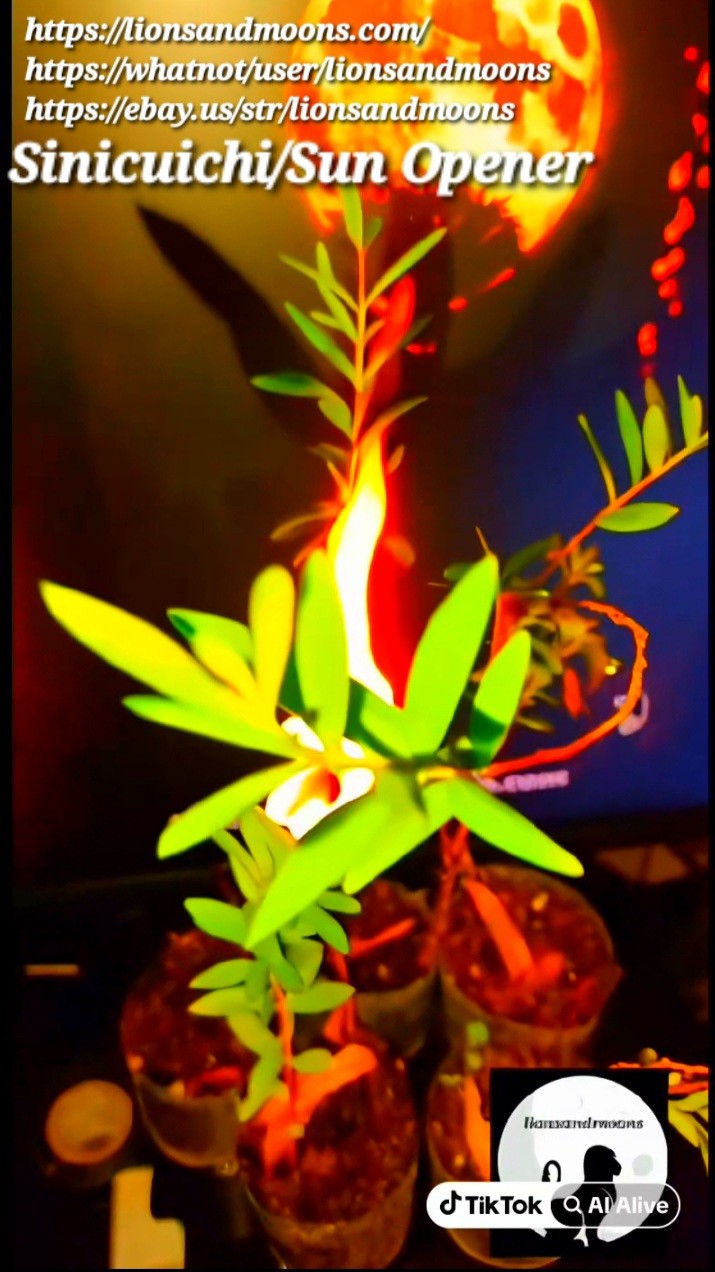 Sun Opener/Sinicuichi Heimia salicifolia Live Plants and Seeds Organic Homegrow