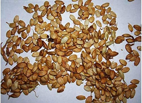 20 Osage Orange Tree Seeds Exotic Fruit Tree