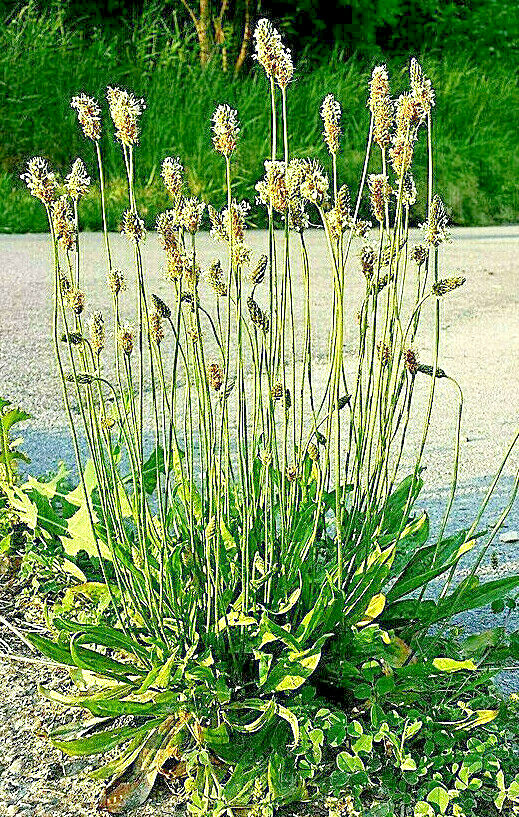 ENGLISH PLANTAIN 1001 SEEDS HARDY, PLANTAGO LANCEOLATA, MEDICINAL, HERBAL