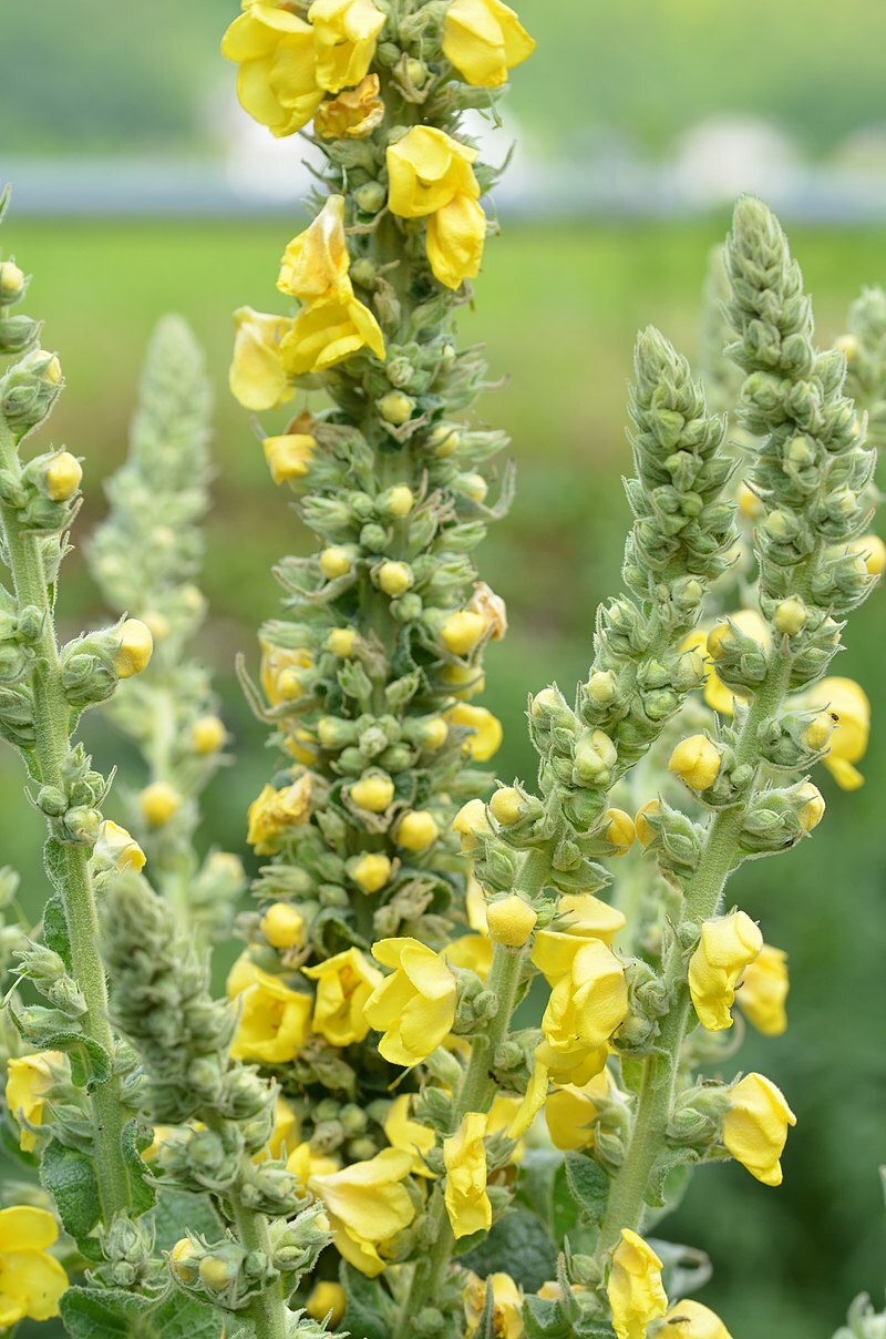 Great mullein 1000 seeds, wooly mullein, hardy 6-10′ tall, verbascum BULK seeds
