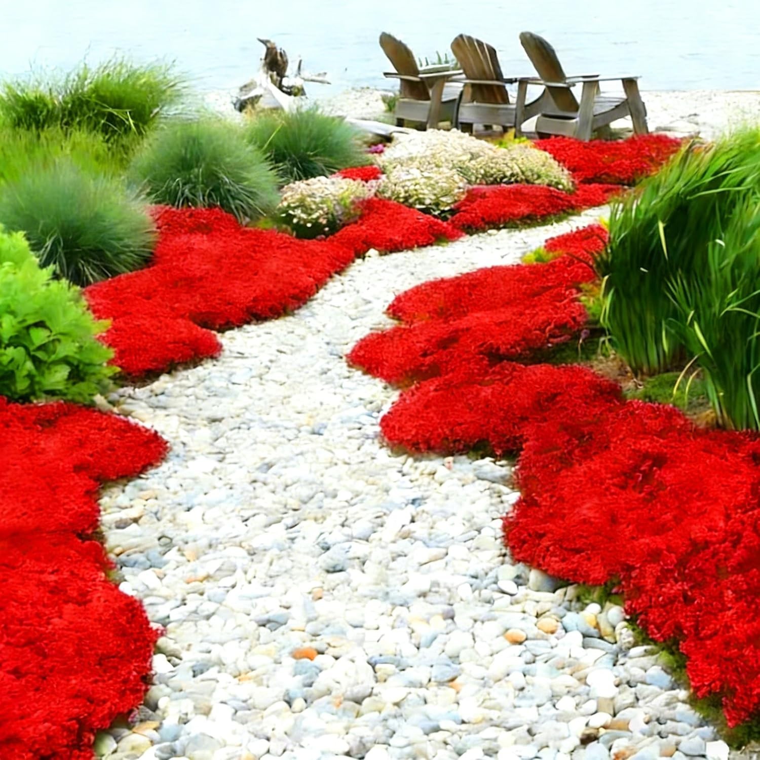 Red Creeping Thyme Flower Seeds for Planting, 20010+pcs Perennial Creeping Wi…
