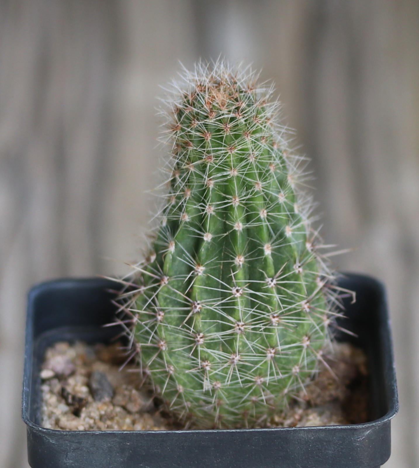 Echinopsis hybrid ‘Andrae’