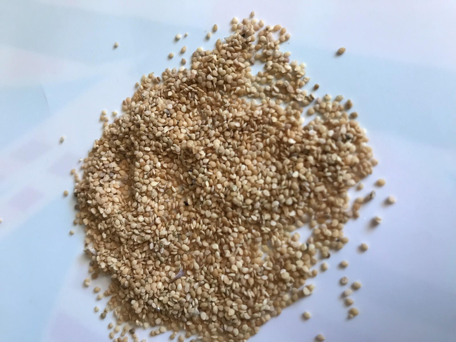 [FREE SHIPPING] 100+ Fresh Premium Hierba Mora Macuy (Nightshade) Seeds