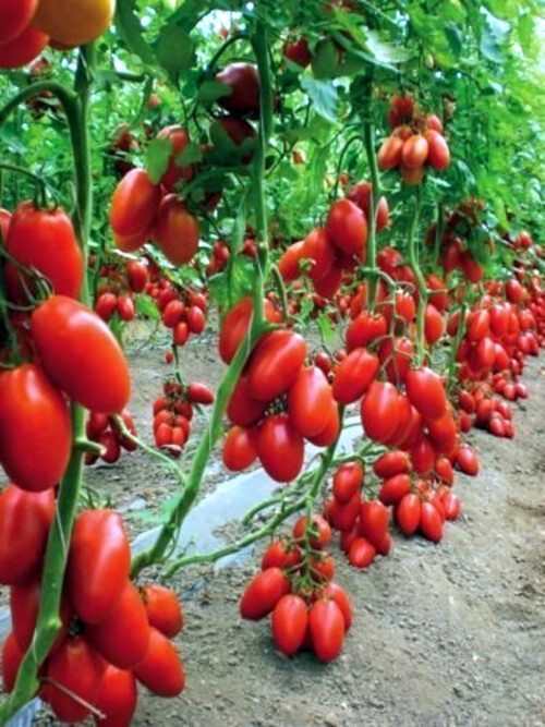 Tamarillo Tree Tomato Seeds Yields 60+lbs of Garden Fruit! Fast Growing Plant