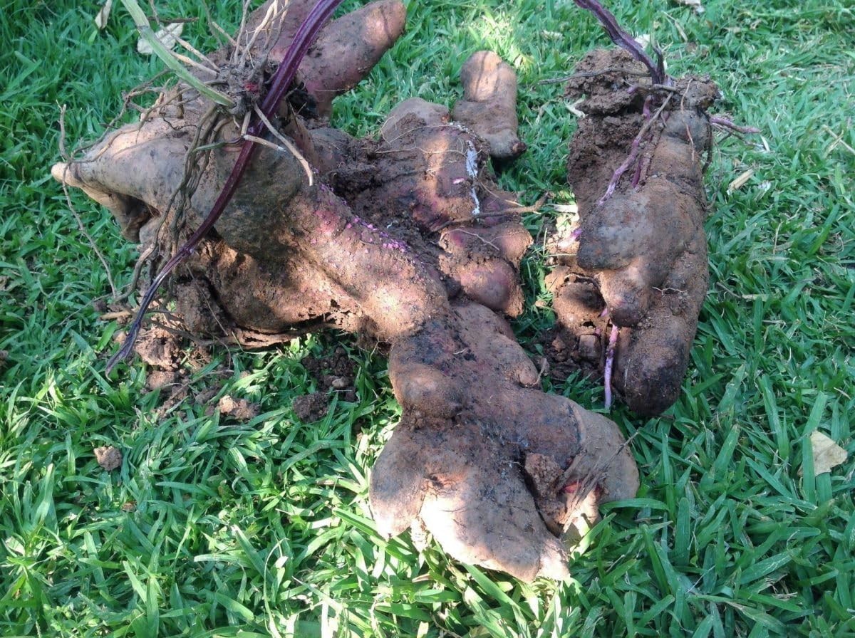 100 Pcs Dioscorea Alata Seeds, Heirloom Purple Yam Vegetable Seeds for Planti…