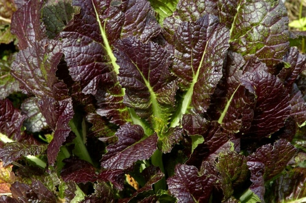 Mustard Giant Red Seeds 1000+ Greens Vegetable Garden NON-GMO USA FREE SHIPPING