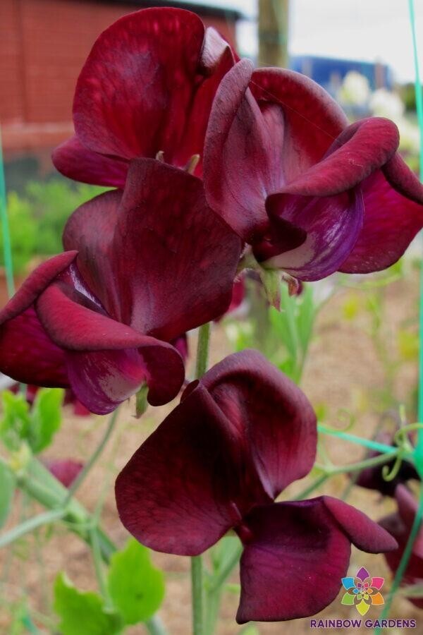 50+ Monty Don Sweet Pea Seeds for Garden Planting – USA – FREE SHIPPING!