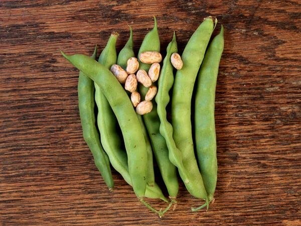 Greasy Grit Pole Bean Seeds – 20 Heirloom Seeds
