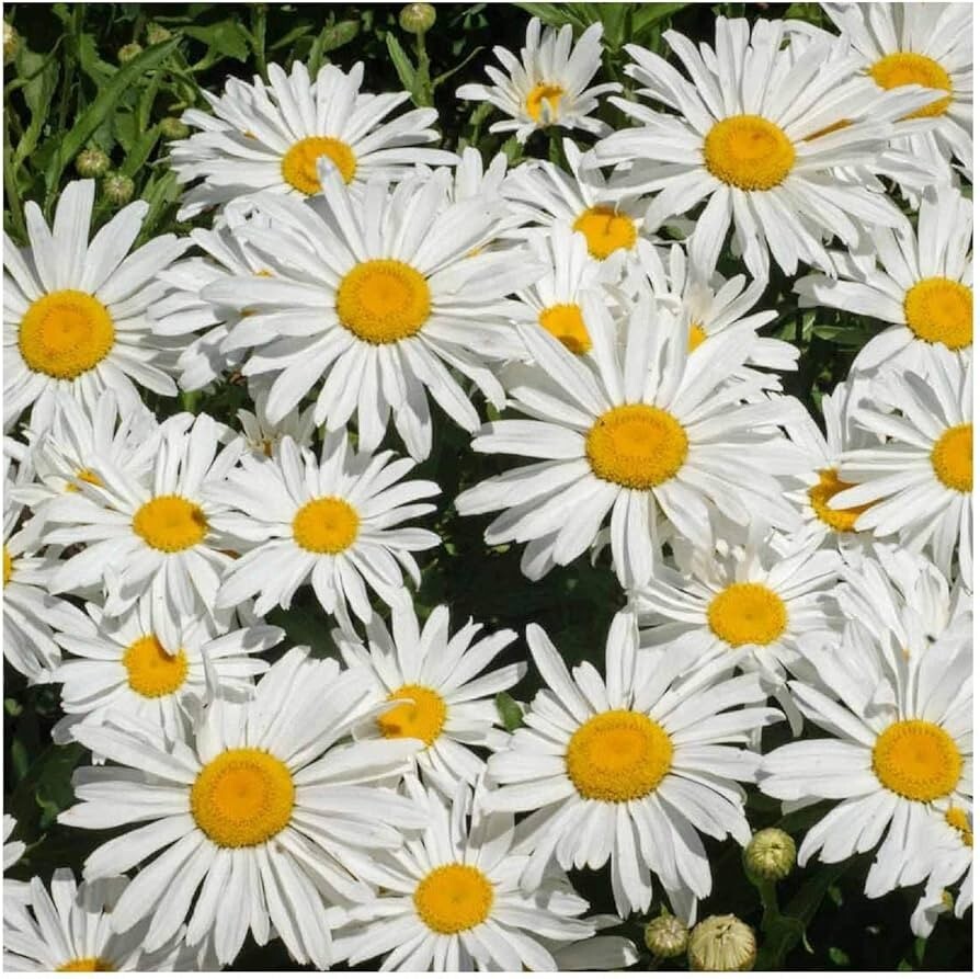 Burpee Shasta Daisy Silver Princess Seeds Perennial Seed Packet White Daisies