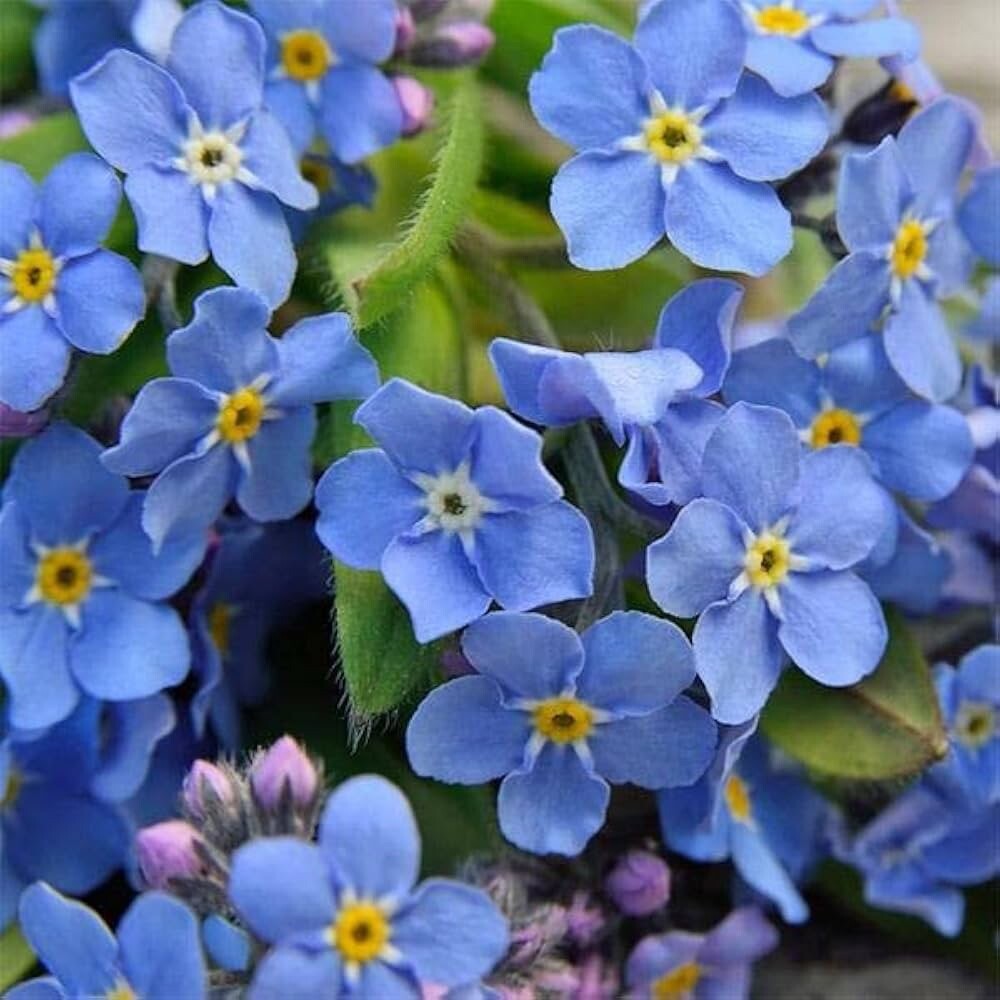 Forget Me Nots Mixed Colors Perennial Early Blooms Pollinators 500 Seeds