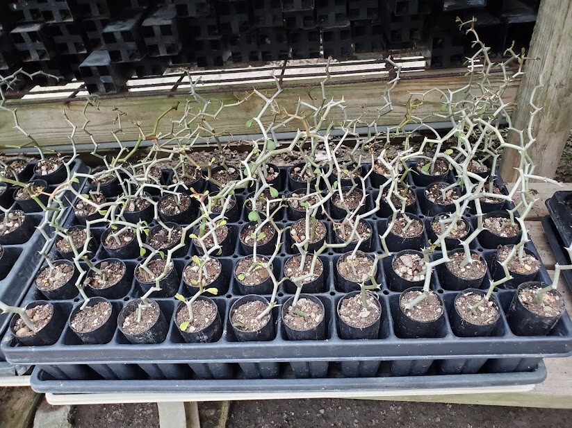 Decarya madagascariensis – Zig Zag Plant – Madagascar – 1 Rooted Single Branch