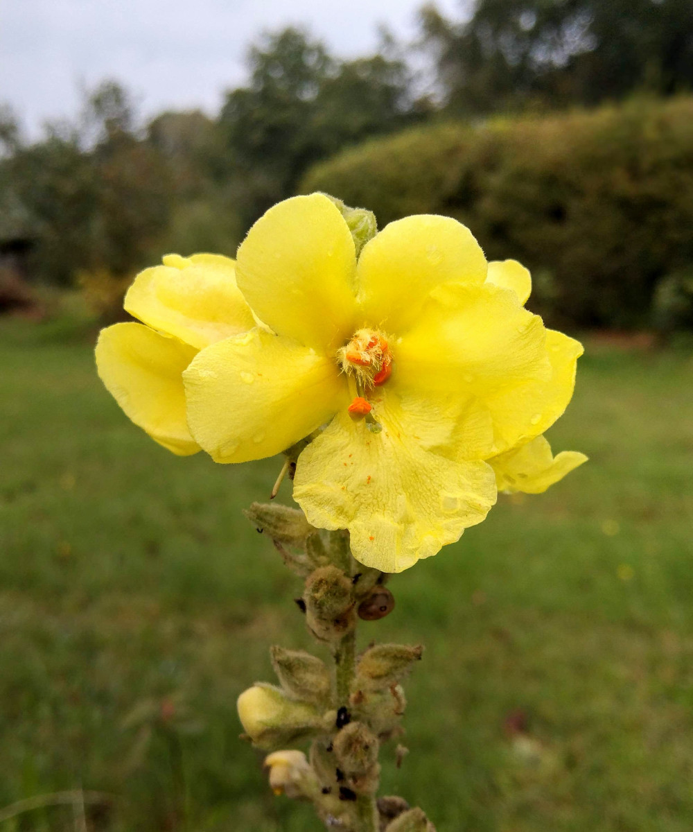 Yellow Moth Mullein Biannual Wild Flower Seeds Verbascum blattaria