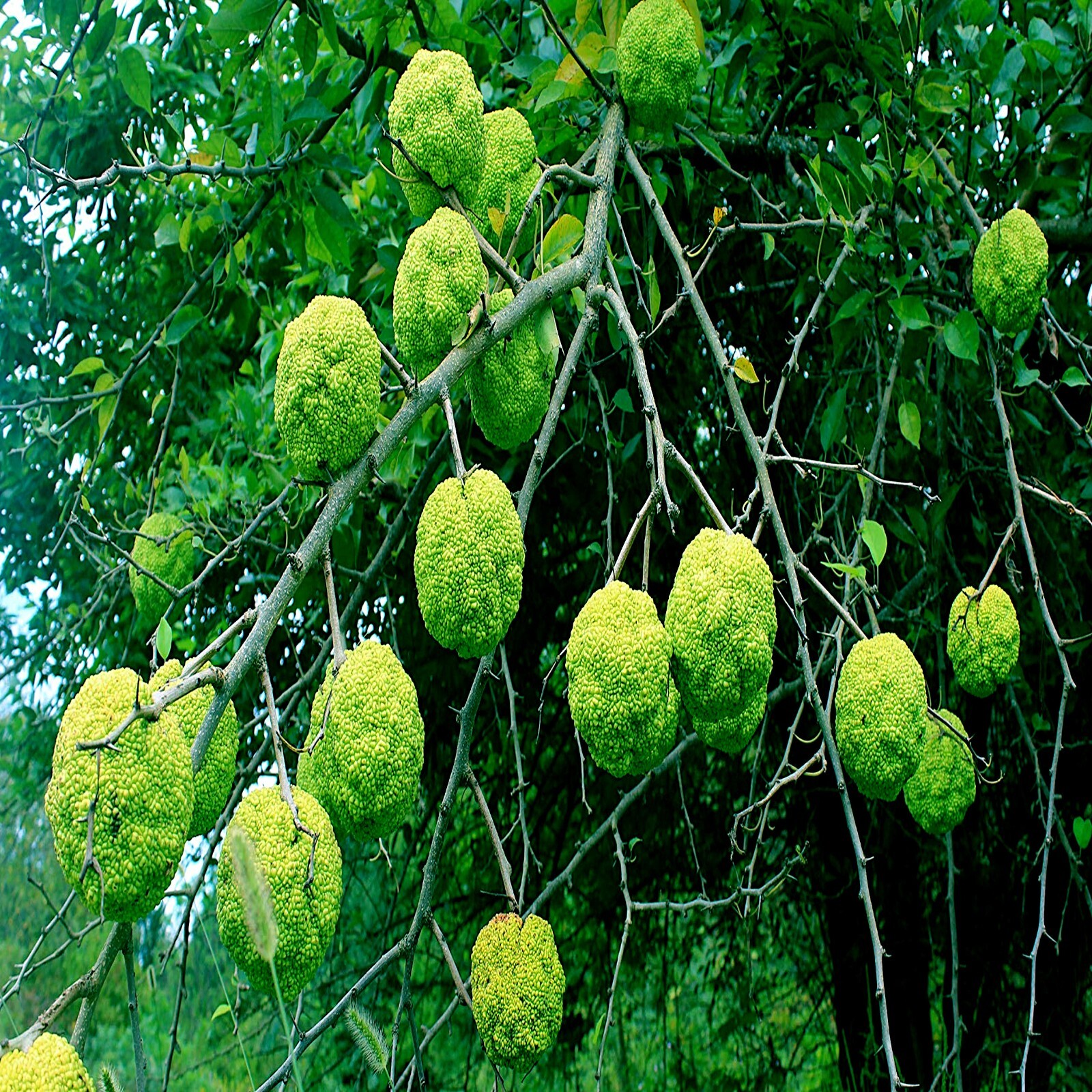 20 OSAGE ORANGE Tree Seeds (Maclura Pomifera) Hedge Apple Fast Hardy Monkey Ball
