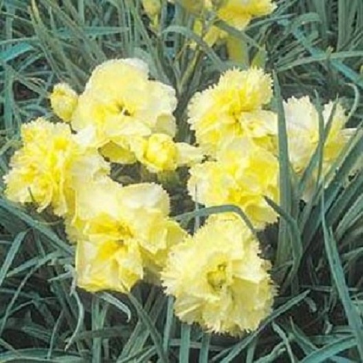 50 Carnation Seeds Yellow Seeds Nursery Seeds Flower Seeds