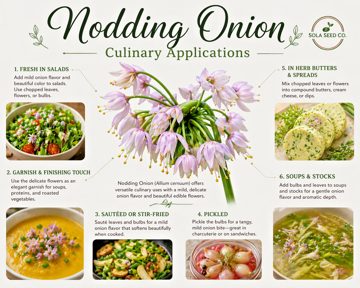 100 Nodding Onion Seeds, Allium cernuum, Native Wildflower & Culinary Herb