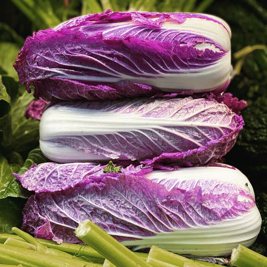 Merlot Red Dragon Chinese Cabbage Hybrid (F1) seeds – Brassica rapa