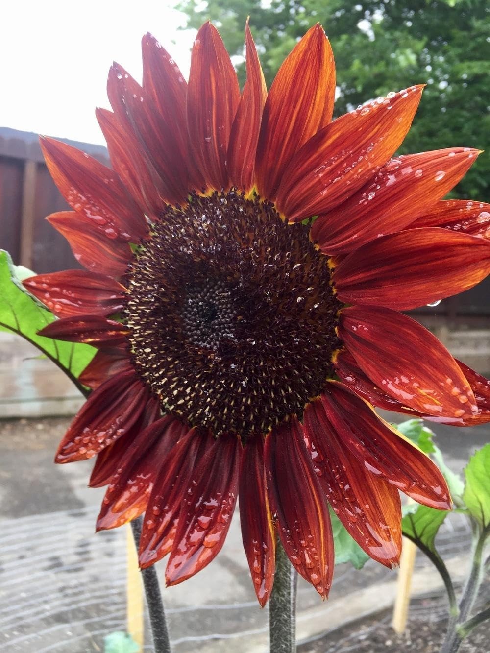 Giant Sunflower Seeds Mix (200+ Seeds) – Red, Purple, Pink Heirloom Varieties…
